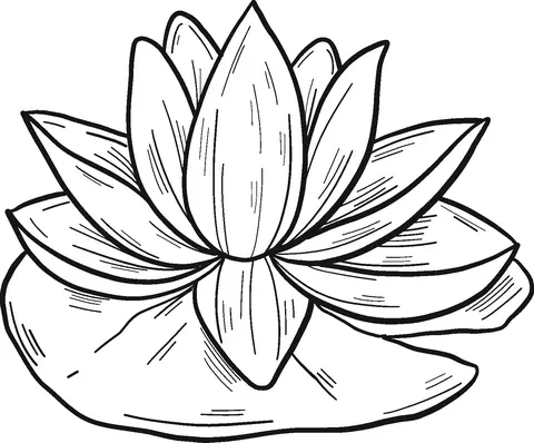 Water lily Coloring Pages 10