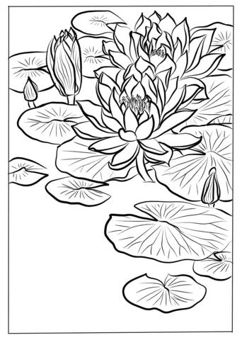 Water lily Coloring Pages 16