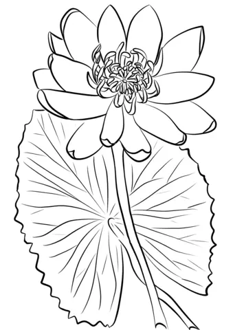 Water lily Coloring Pages 26