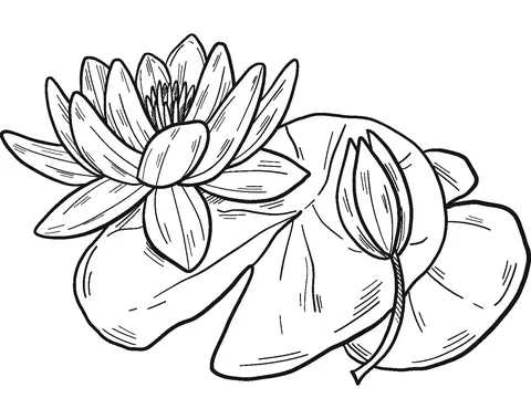 Water lily Coloring Pages 3