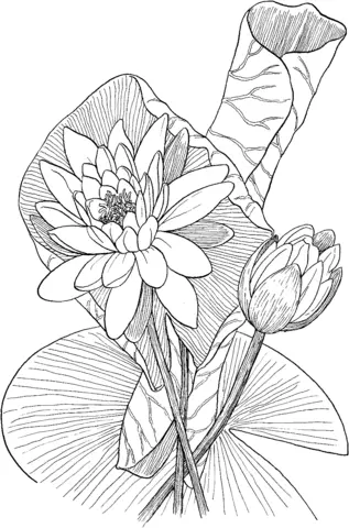 Nenufar Para Colorear