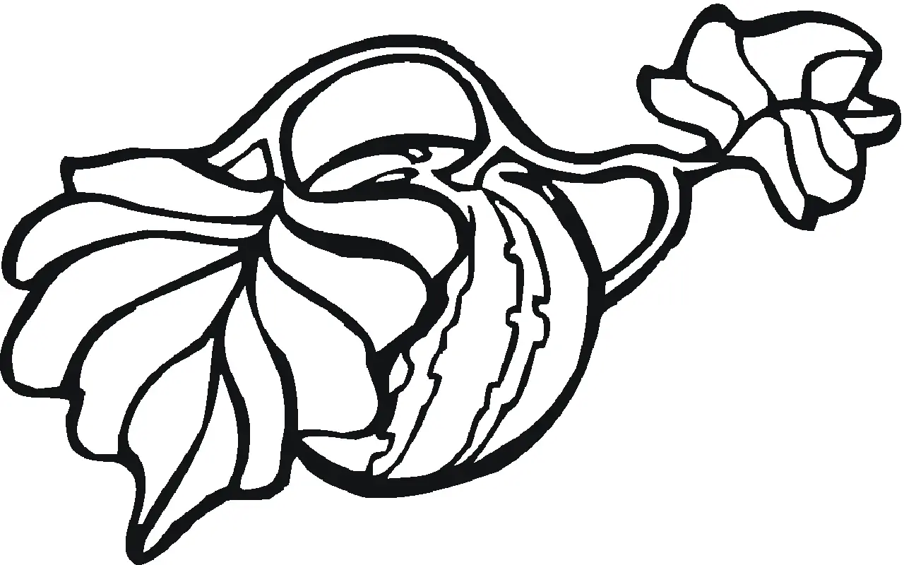 Watermelon Coloring Pages 42