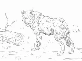 Wolf Coloring Pages 93