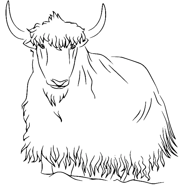 Yak Coloring Pages 30