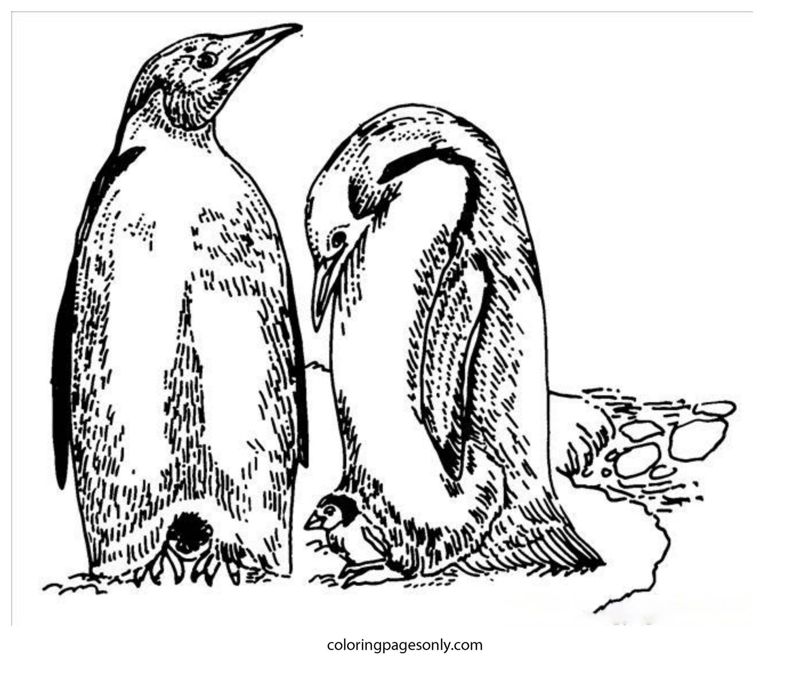 North and South poles Coloring Pages Printable for Free Download