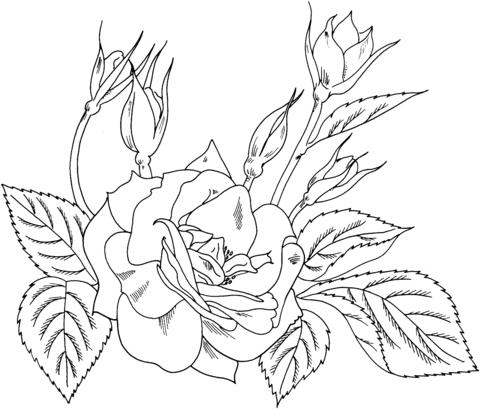 Roses Coloring Pages Printable for Free Download