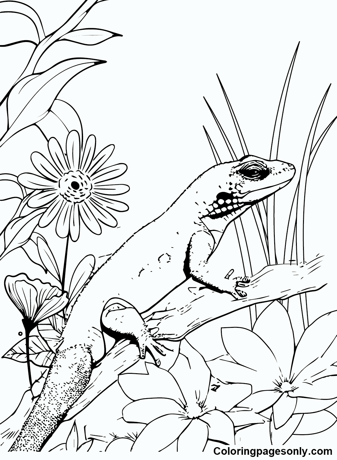 Skink Coloring Pages Printable for Free Download