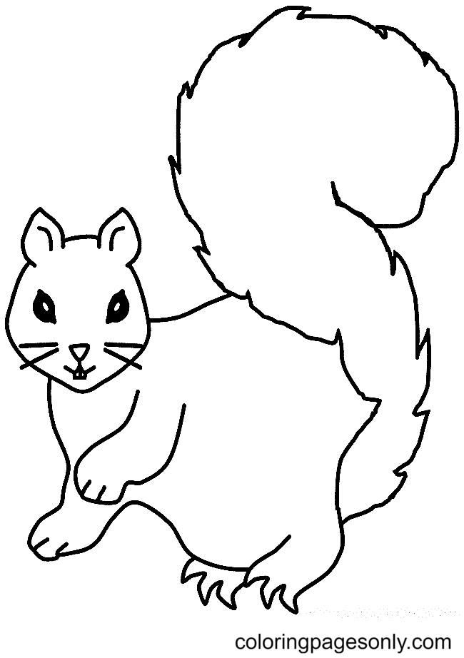 Squirrel Coloring Pages Printable for Free Download