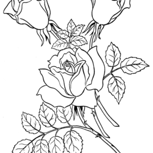 Daisy Flower And Rose Flower Adult Coloring Book Page Design Of