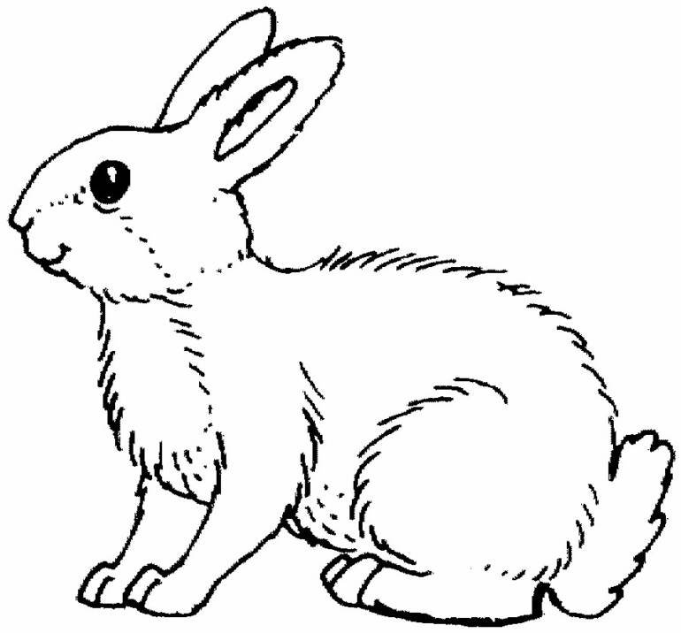 arctic hare coloring pages