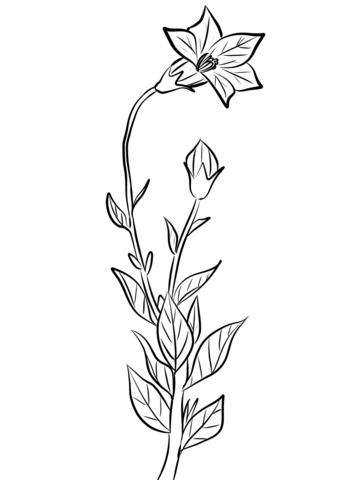 Bellflower Coloring Pages Printable for Free Download