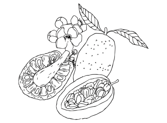 Jackfruit Coloring Pages Printable for Free Download