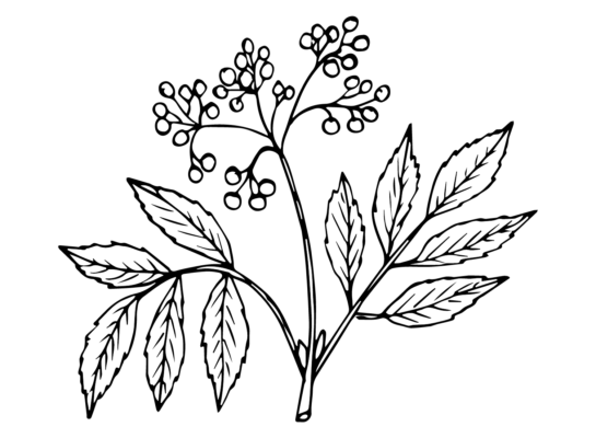 Elderberry Coloring Pages Printable for Free Download