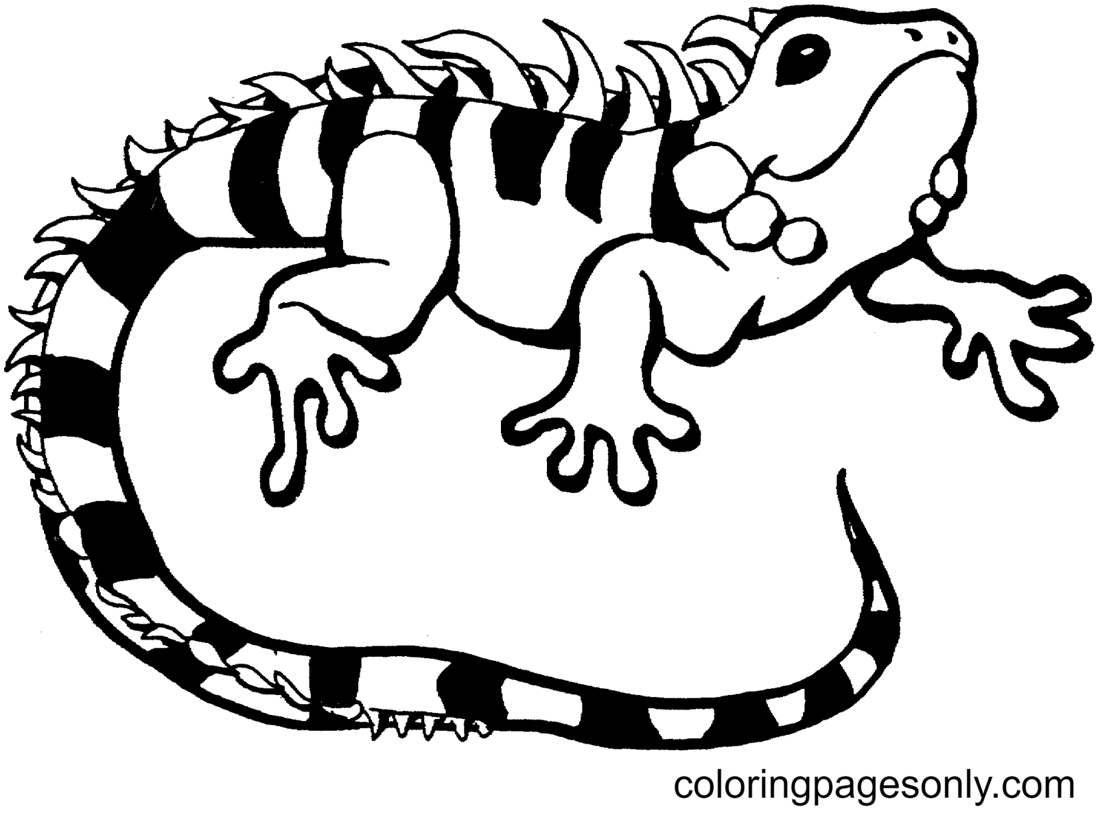 lizards coloring pages