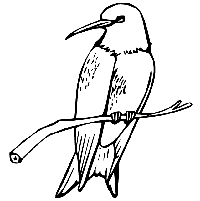 Hummingbird Coloring Pages Printable for Free Download