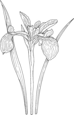 Iris Coloring Pages Printable for Free Download