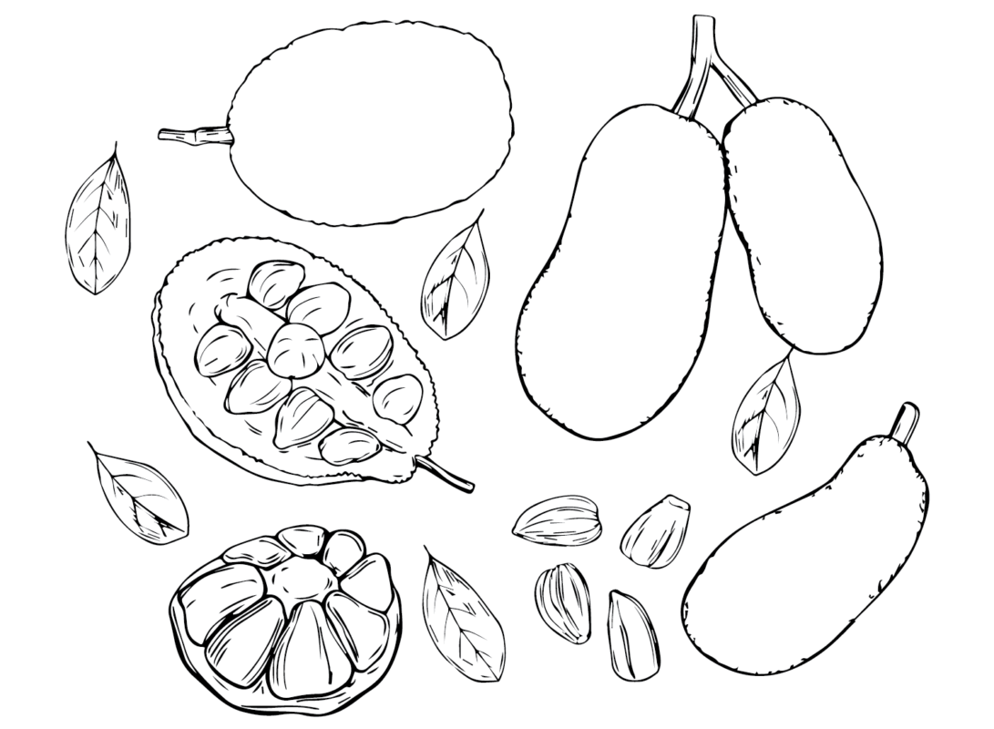 Jackfruit Coloring Pages Printable for Free Download