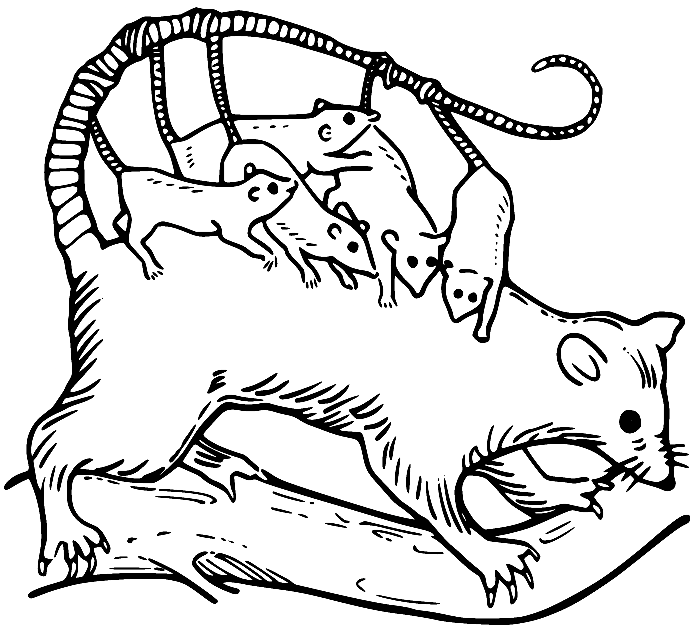 Opossum Coloring Pages Printable for Free Download