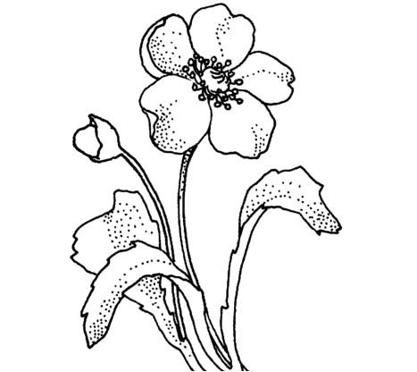 Poppies Coloring Pages Printable for Free Download