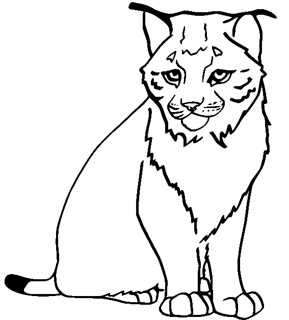 bobcat coloring page