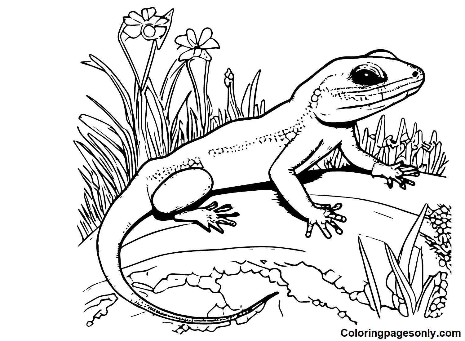Skink Coloring Pages Printable for Free Download