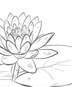 Water Lily Coloring Pages Printable For