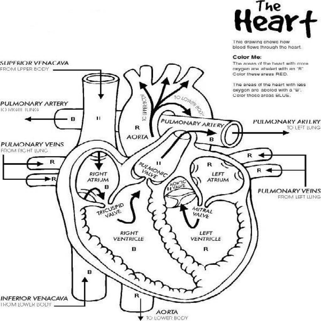 heart anatomy coloring page