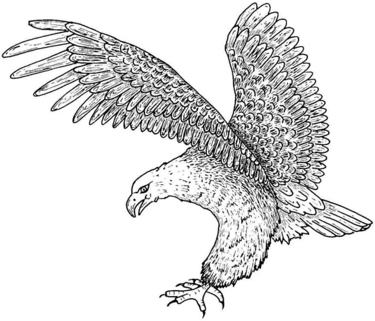 Bald Eagle Coloring Pages Printable for Free Download