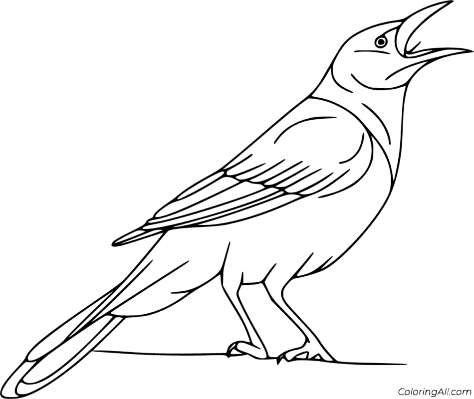 Magpie Coloring Pages Printable for Free Download