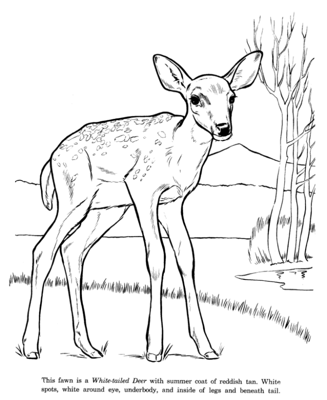 Wildlife Coloring Pages Printable for Free Download